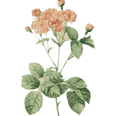 Pale pink rose cluster plate - Les Roses - 1817