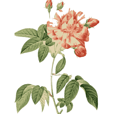 Pink rose plate - Les Roses - 1817