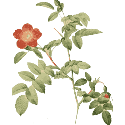 Coral wild rose plate - Les Roses - 1817