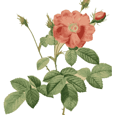Coral rose and bud plate - Les Roses - 1817