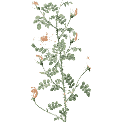 Faint rose spray plate - Les Roses - 1817