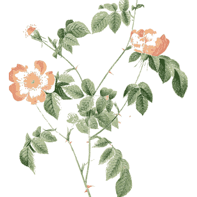 Pale coral rose plate - Les Roses - 1817