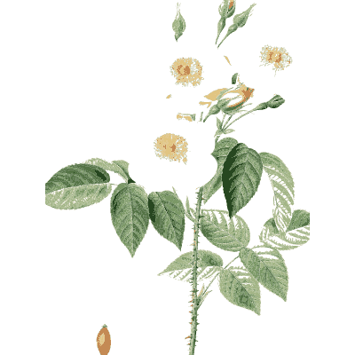 Faint leafy rose plate - Les Roses - 1817