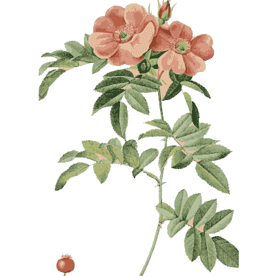 Pink rose and hip plate - Les Roses - 1817