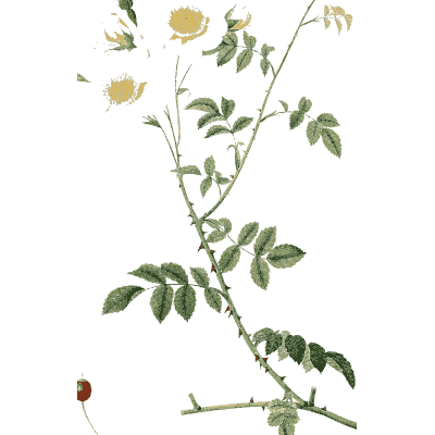 Faint rose stem plate - Les Roses - 1817