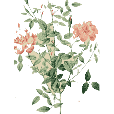 Small coral rose plate - Les Roses - 1817