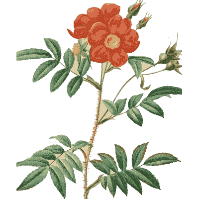 Red rose branch plate - Les Roses - 1817