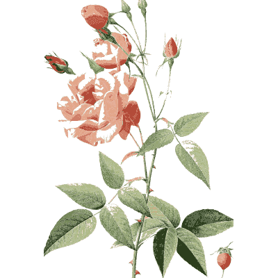 Pink cabbage rose plate - Les Roses - 1817