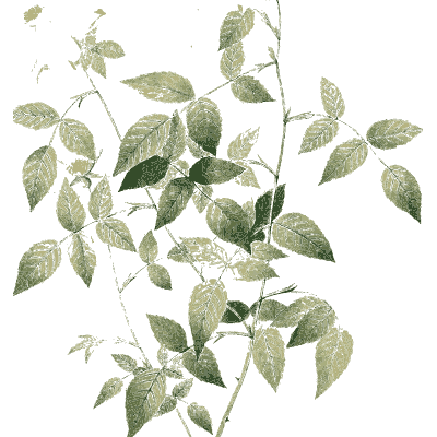 Faint rose bush plate - Les Roses - 1817