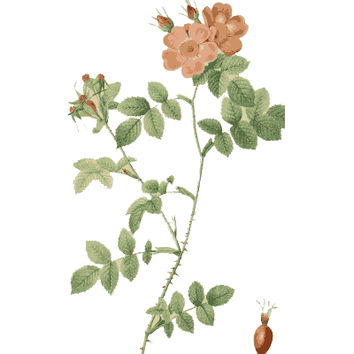 Small pink rose plate - Les Roses - 1817