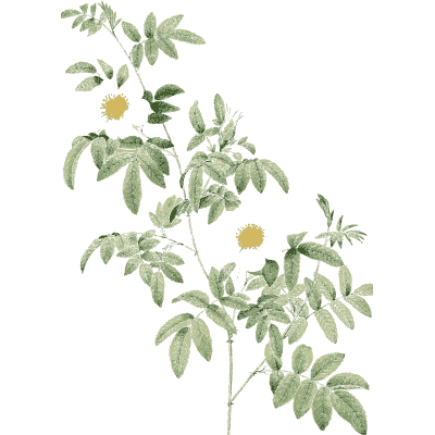Faint white rose plate - Les Roses - 1817