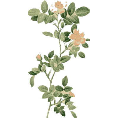 Faint rose branch plate 02 - Les Roses - 1817