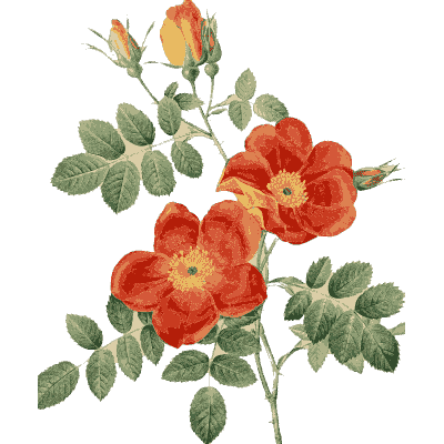 Red wild rose plate - Les Roses - 1817