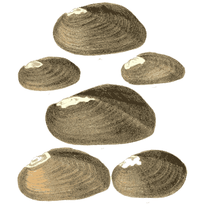Group of clam shells