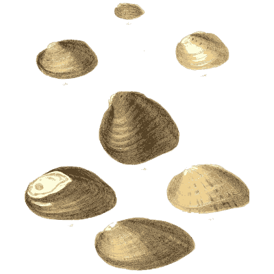 Scattered clam shells