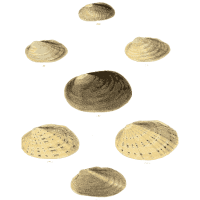 Small shell group 01
