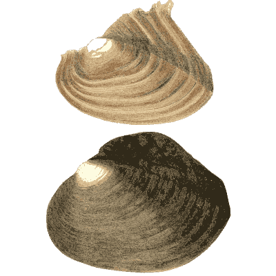 Two large mussel shells