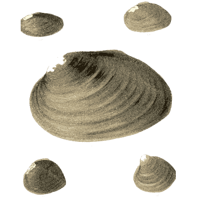 Mussel shell group 01