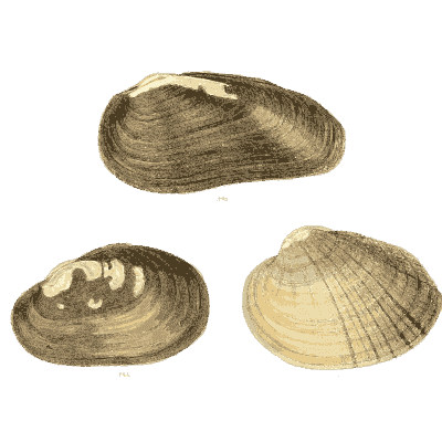 Mixed shell group 01