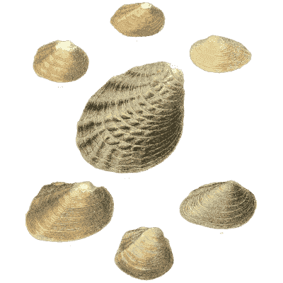 Ribbed shell group 01
