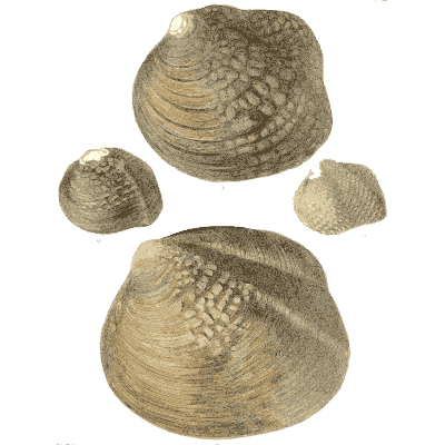 Large clam shell pair