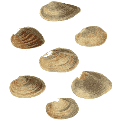 Pale shell group 01