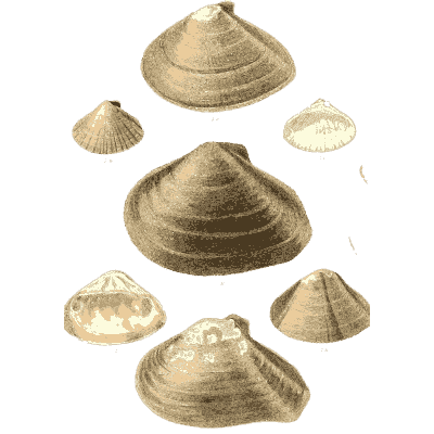 Dark shell group 01