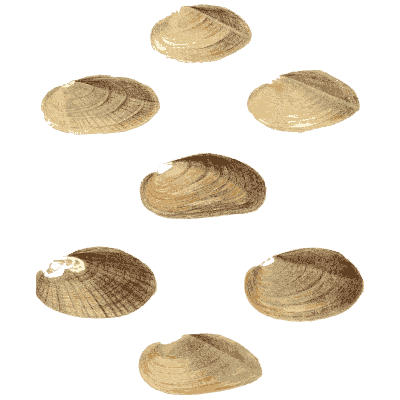 Small shell scatter 01