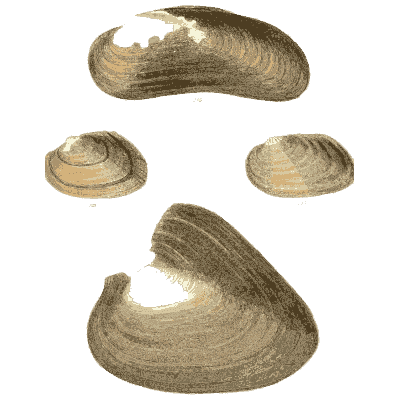 Clam shell group 01