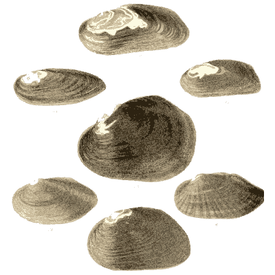 Small shell scatter 02