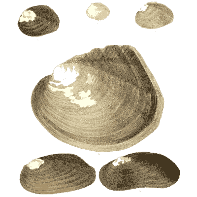 Large and small shells 01