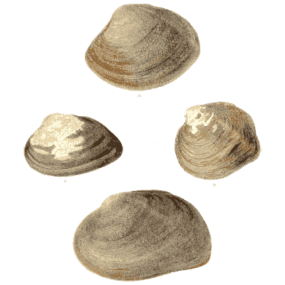 Clam shell group 02