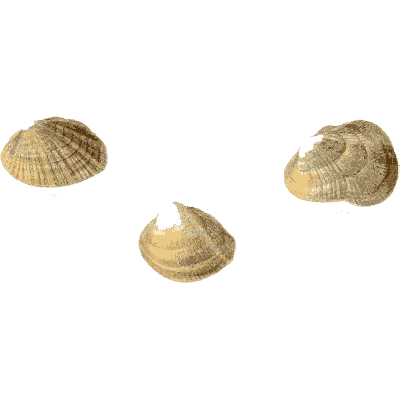 Small shell scatter 03