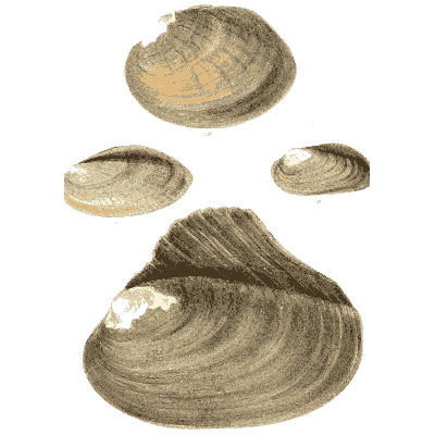 Mixed shell group 02