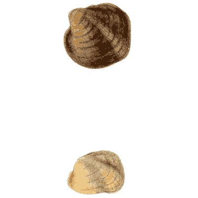 Small shell scatter 04