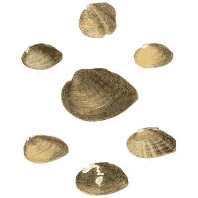 Pale shell group 02