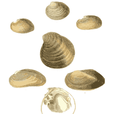 Mixed shell group 03