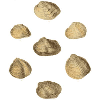 Small shell scatter 05