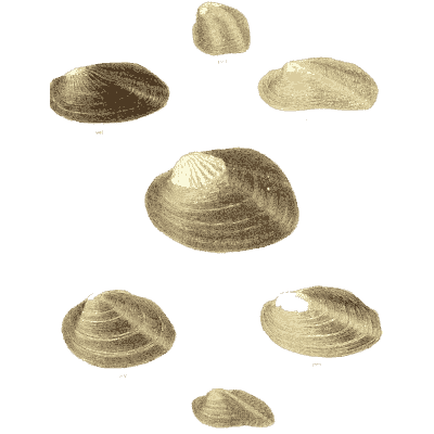 Small shell scatter 06