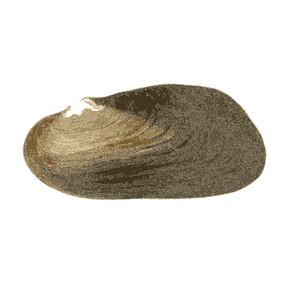 Mixed shell group 04