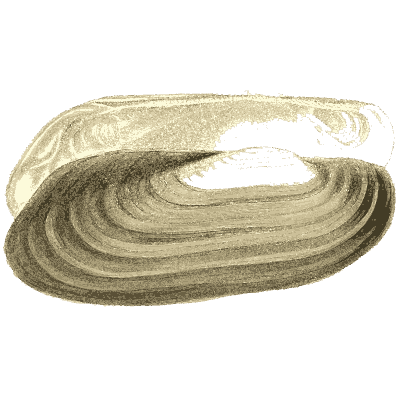 Long freshwater mussel shell 01 - Conchologia Iconica - 1843