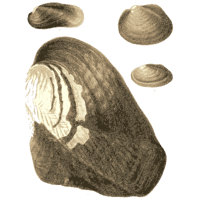 Large and small shells 02