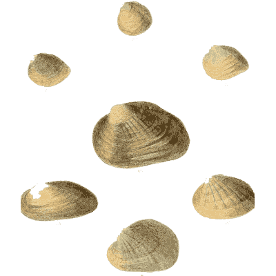 Small shell scatter 07