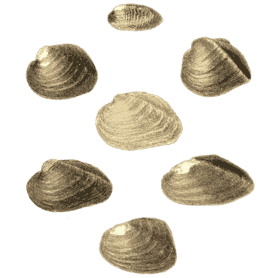 Small shell scatter 08