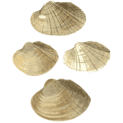 Pale shell group 03