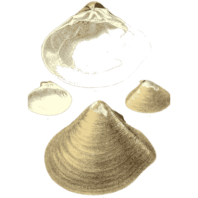 Ribbed shell group 02