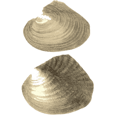 Large and small shells 03