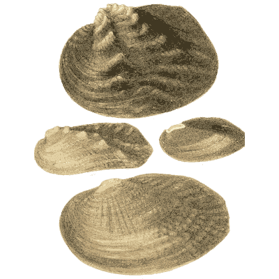 Mixed shell group 05