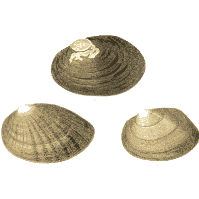 Clam shell group 04