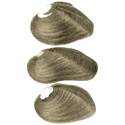 Mussel shell group 03